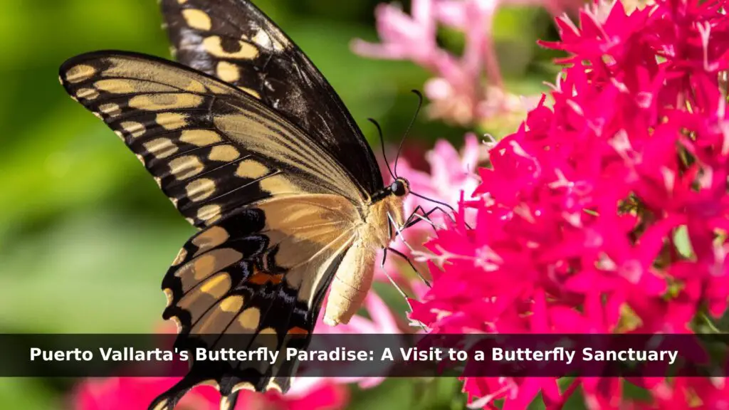 Puerto Vallarta's Butterfly Paradise