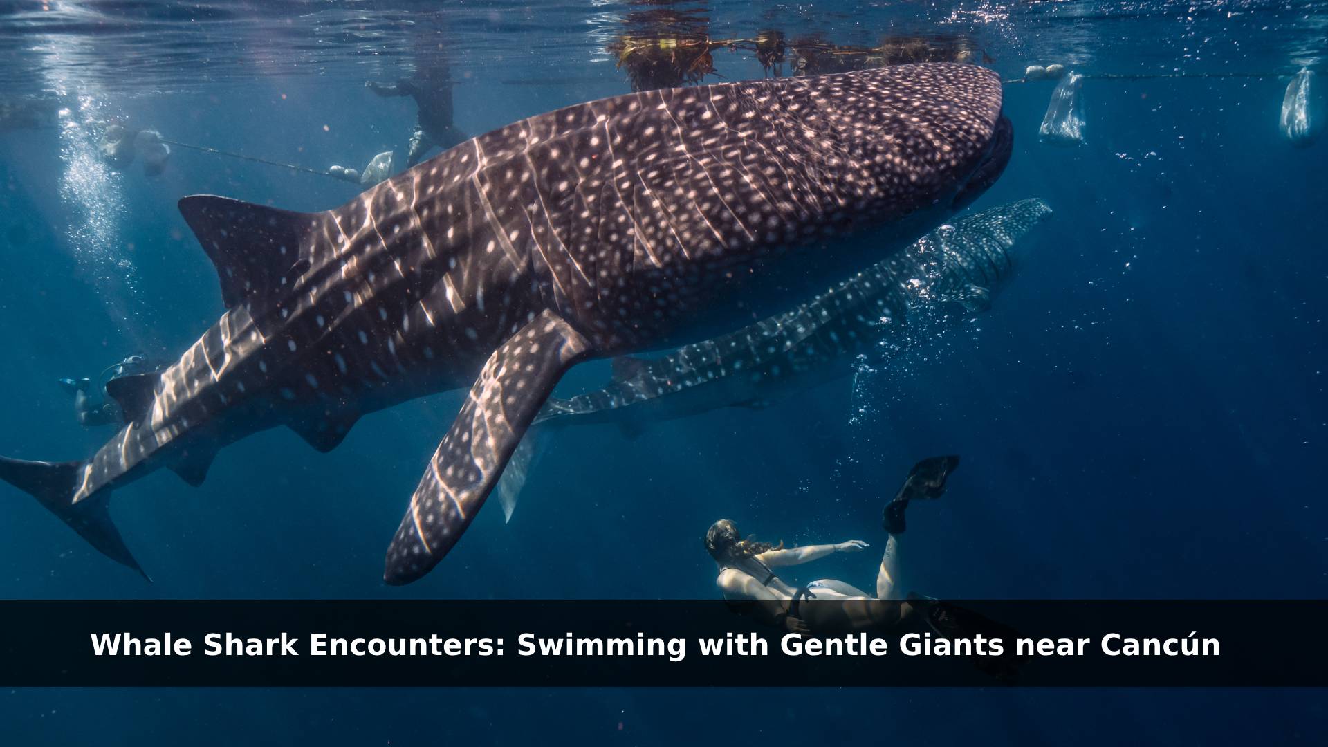 cancun whale sharks encounters