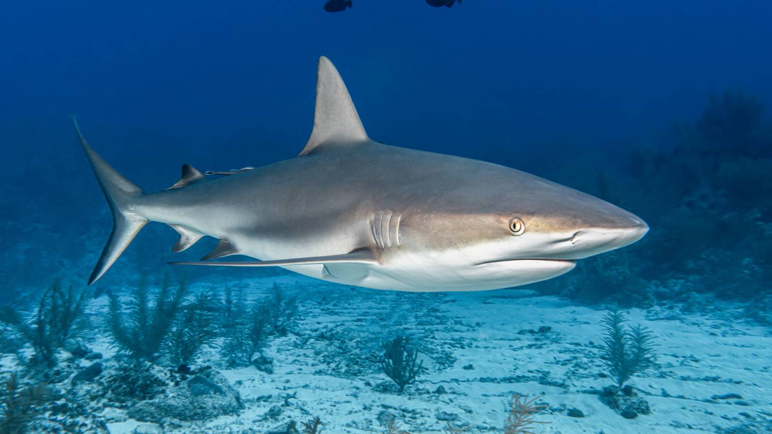 animal encounters cancun