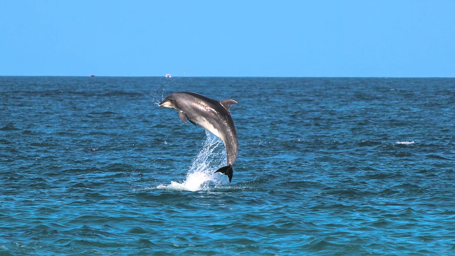 animal encounters cancun