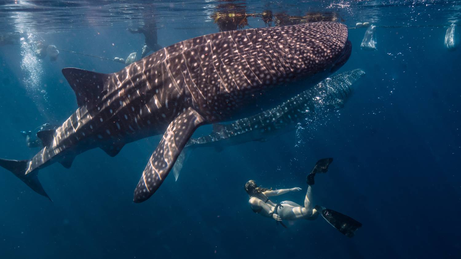 Whale Shark Encounters: Swimming with Gentle Giants near Cancún Juntos Journeys Whale Shark Encounters in Cancún